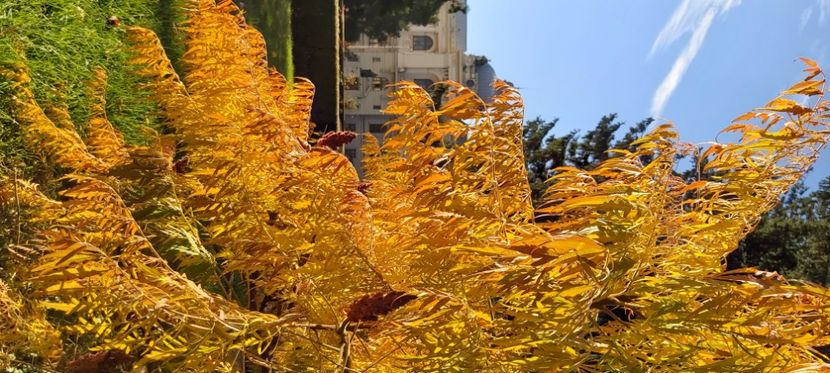  - 2025 Din toamna anului 2025