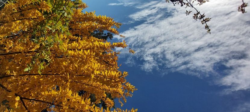  - 2025 Din toamna anului 2025