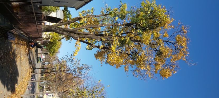  - 2025 Din toamna anului 2025