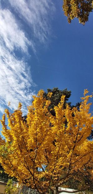  - 2025 Din toamna anului 2025