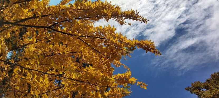  - 2025 Din toamna anului 2025