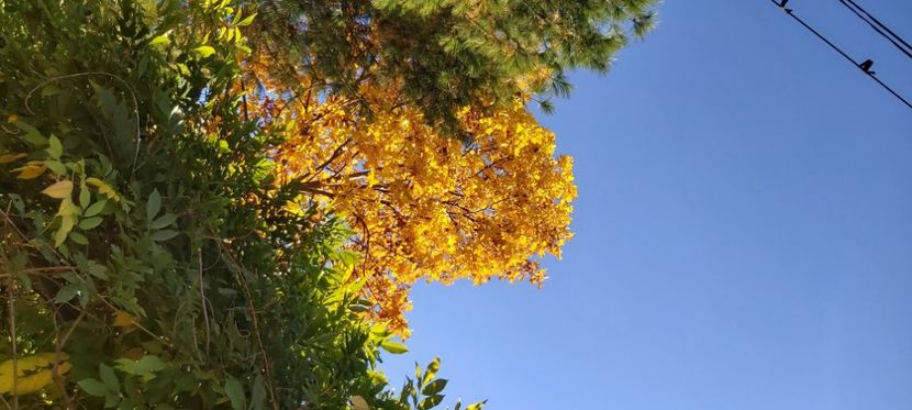  - 2025 Din toamna anului 2025