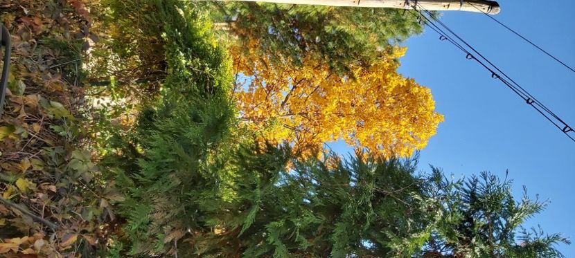  - 2025 Din toamna anului 2025