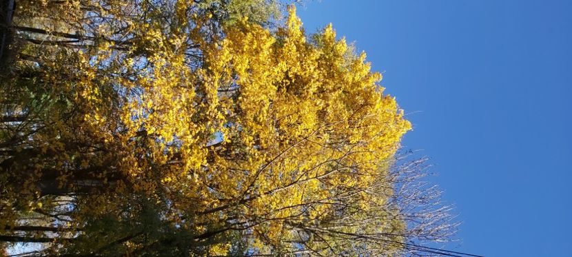  - 2025 Din toamna anului 2025