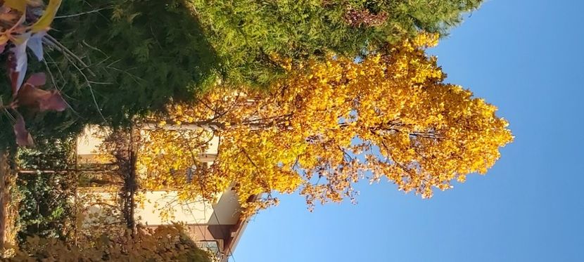  - 2025 Din toamna anului 2025