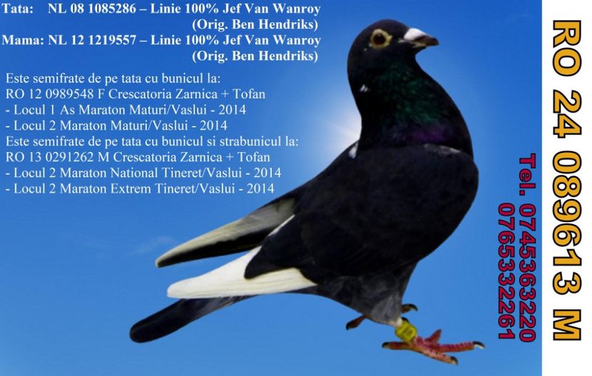 RO 24 089613 M REZERVAT Dumitru Gaitan Pret 600 Lei + transportul - ARHIVA