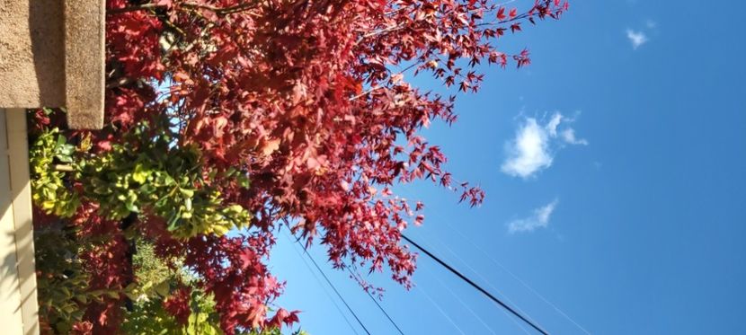  - 2025 Din toamna anului 2025