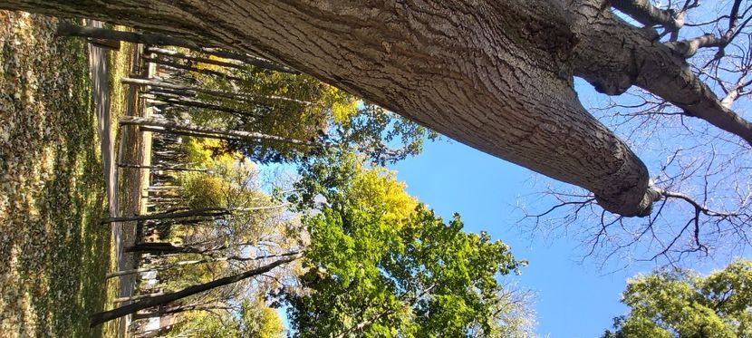  - 2025 Din toamna anului 2025