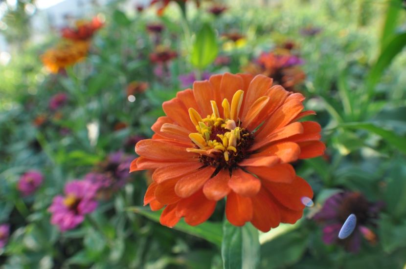  - 2025 Carciumarese SI fructe