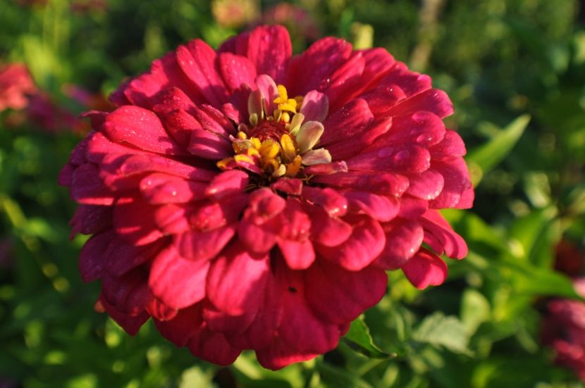  - 2025 Carciumarese SI fructe