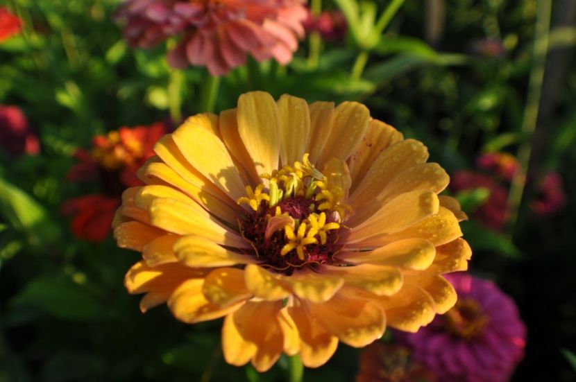  - 2025 Carciumarese SI fructe