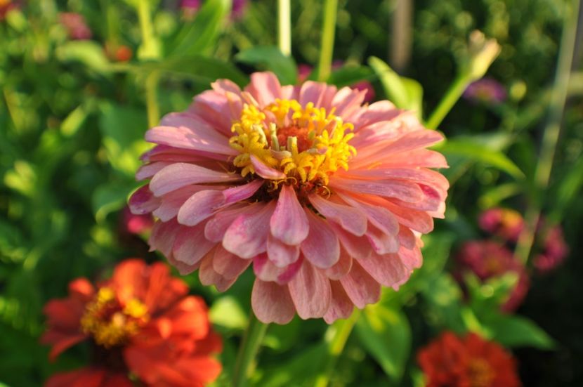  - 2025 Carciumarese SI fructe