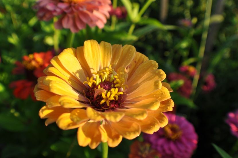  - 2025 Carciumarese SI fructe