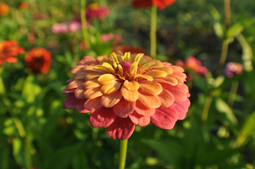  - 2025 Carciumarese SI fructe