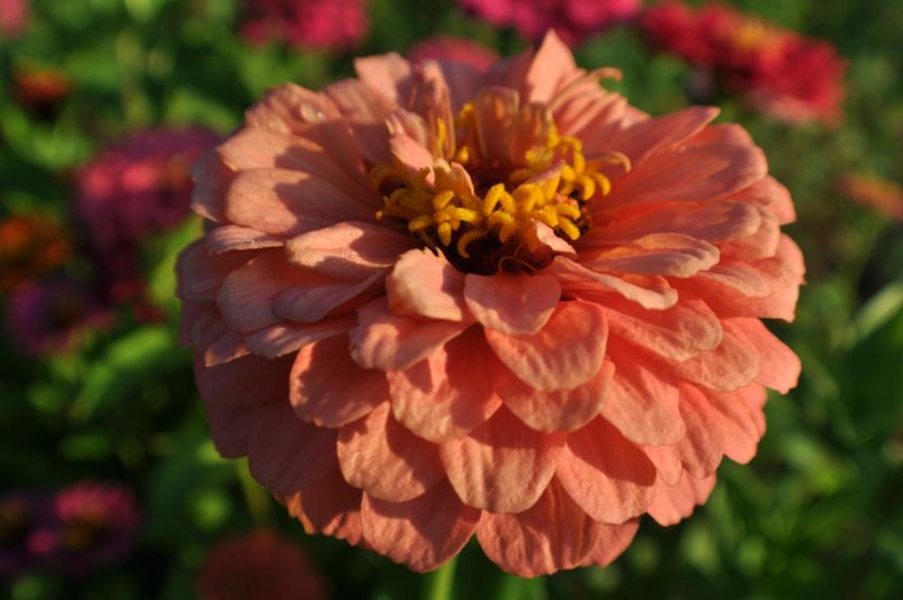  - 2025 Carciumarese SI fructe