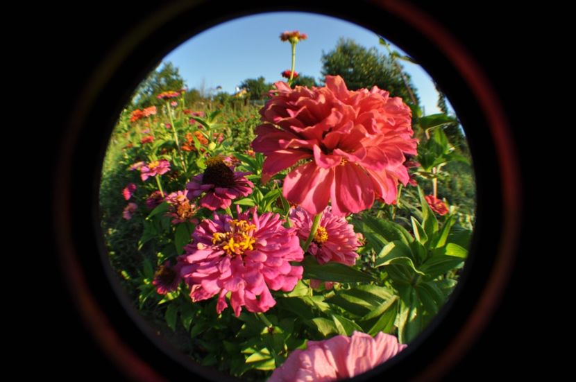  - 2025 Carciumarese SI fructe