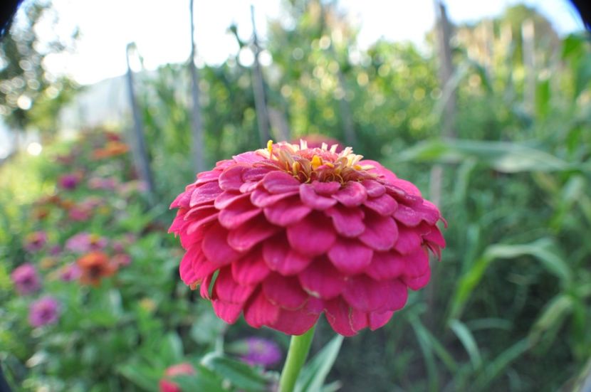  - 2025 Carciumarese SI fructe