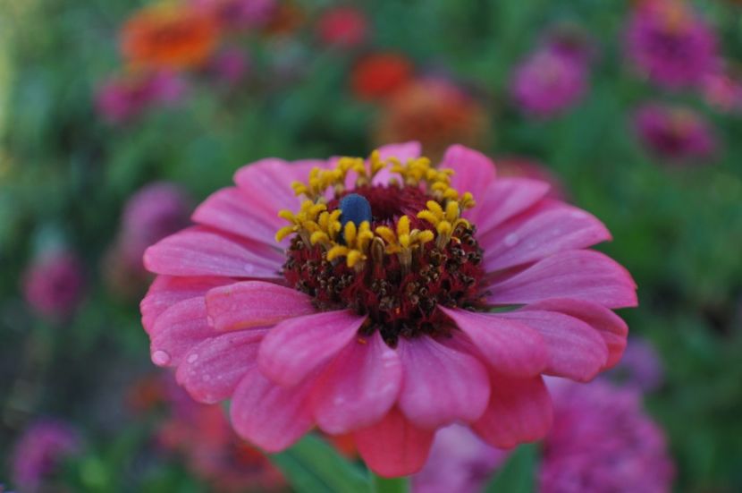  - 2025 Carciumarese SI fructe