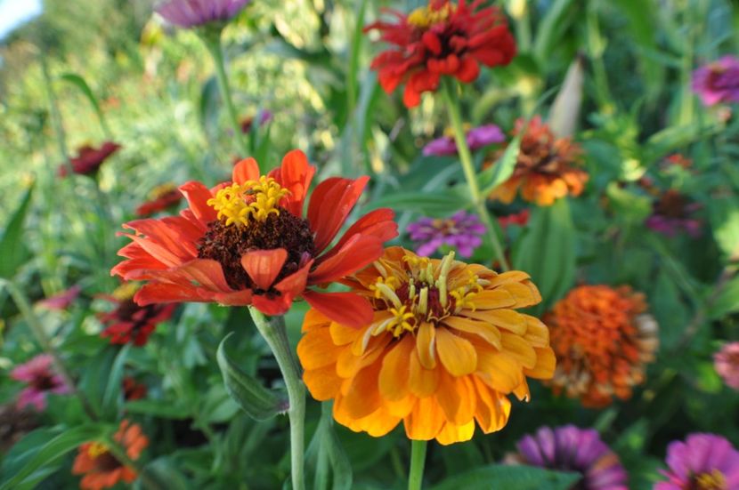  - 2025 Carciumarese SI fructe