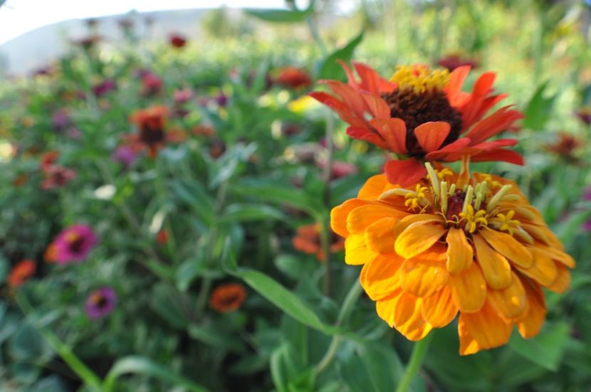  - 2025 Carciumarese SI fructe