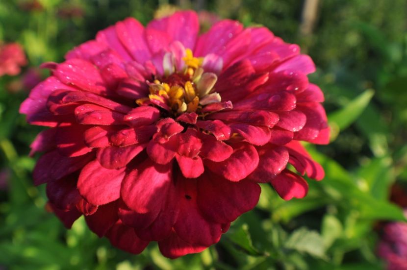  - 2025 Carciumarese SI fructe