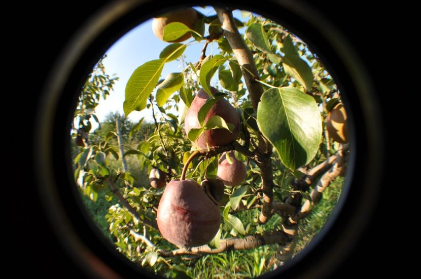  - 2025 Carciumarese SI fructe