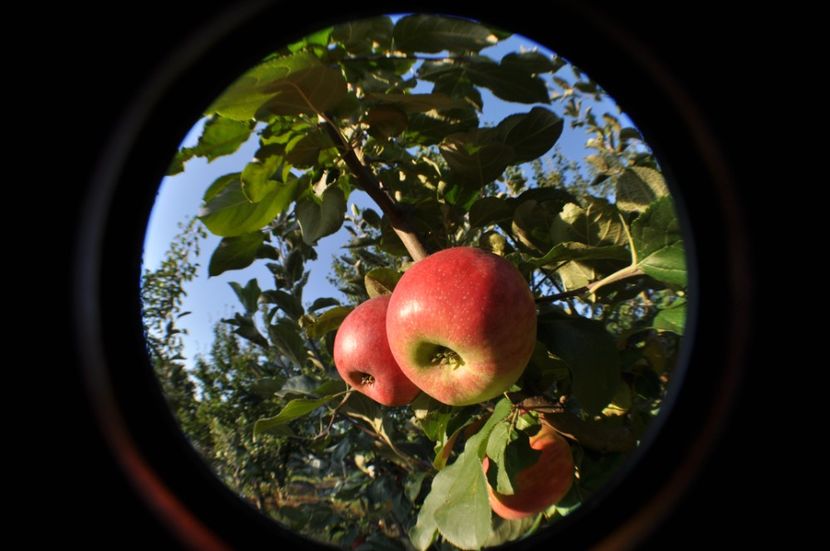  - 2025 Carciumarese SI fructe