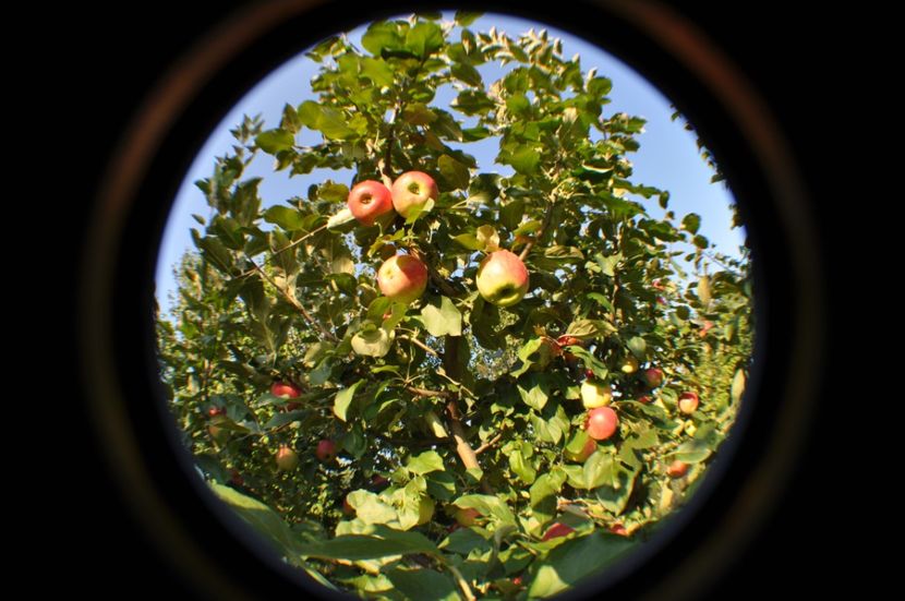  - 2025 Carciumarese SI fructe