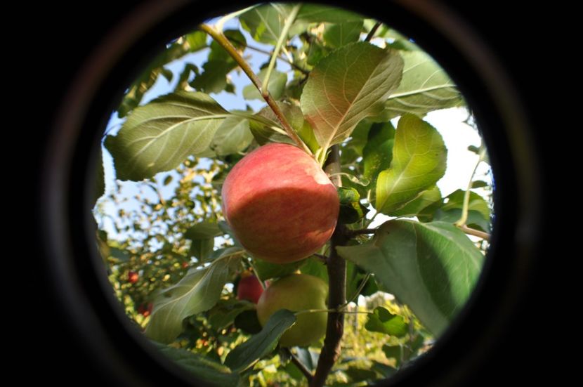  - 2025 Carciumarese SI fructe