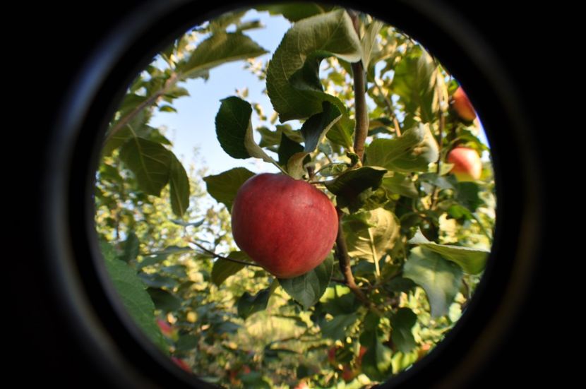  - 2025 Carciumarese SI fructe