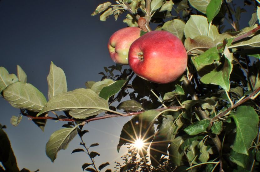  - 2025 Carciumarese SI fructe