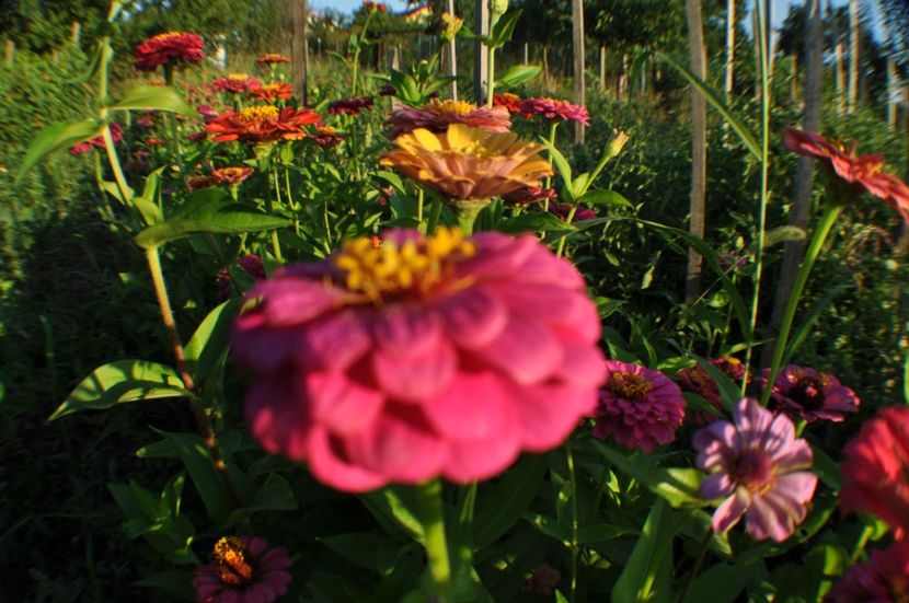  - 2025 Carciumarese SI fructe