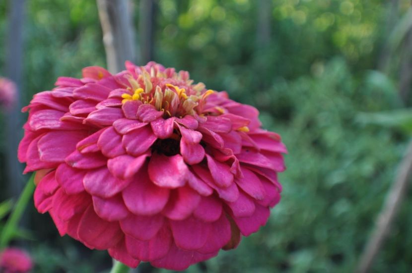  - 2025 Carciumarese SI fructe