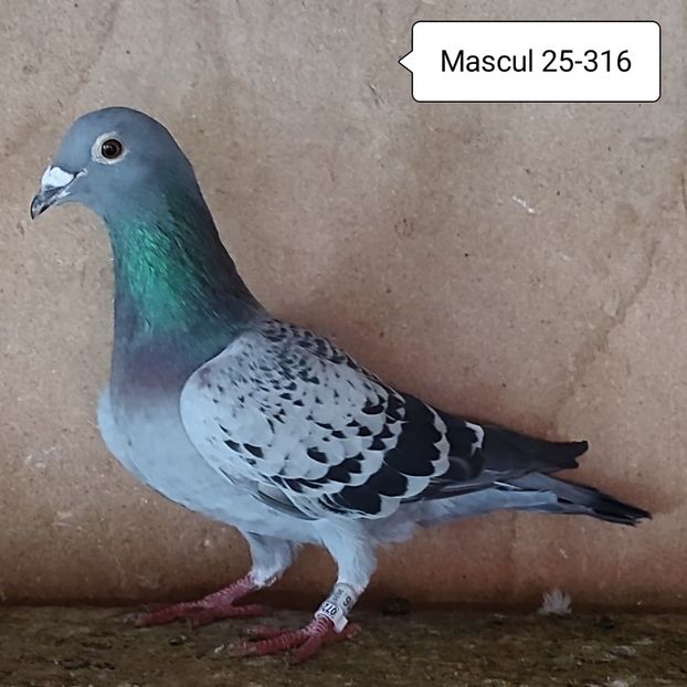 Mascul 25-316 - 90 Porumbei de vanzare
