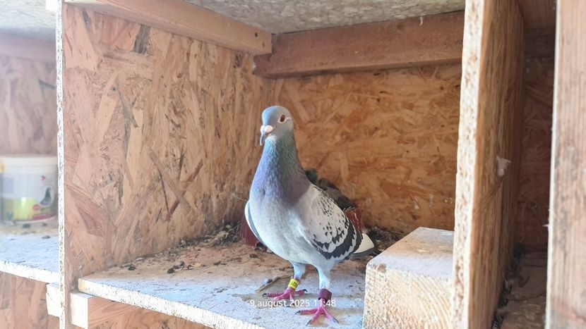 Cosmina Loc 10 Jud Argeș Maraton Tineret - Dan Matei Sil