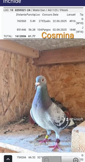 Cosmina Loc 10 Jud Argeș Maraton Tineret - Dan Matei Sil