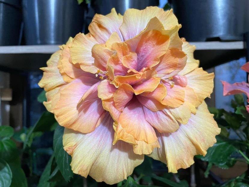  - Wind Rosa Feng Xiajunr