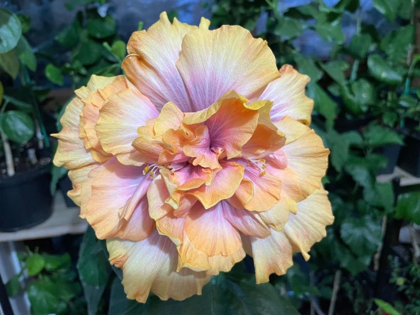  - Wind Rosa Feng Xiajunr