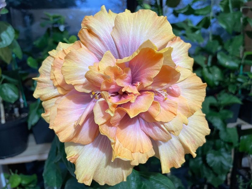  - Wind Rosa Feng Xiajunr