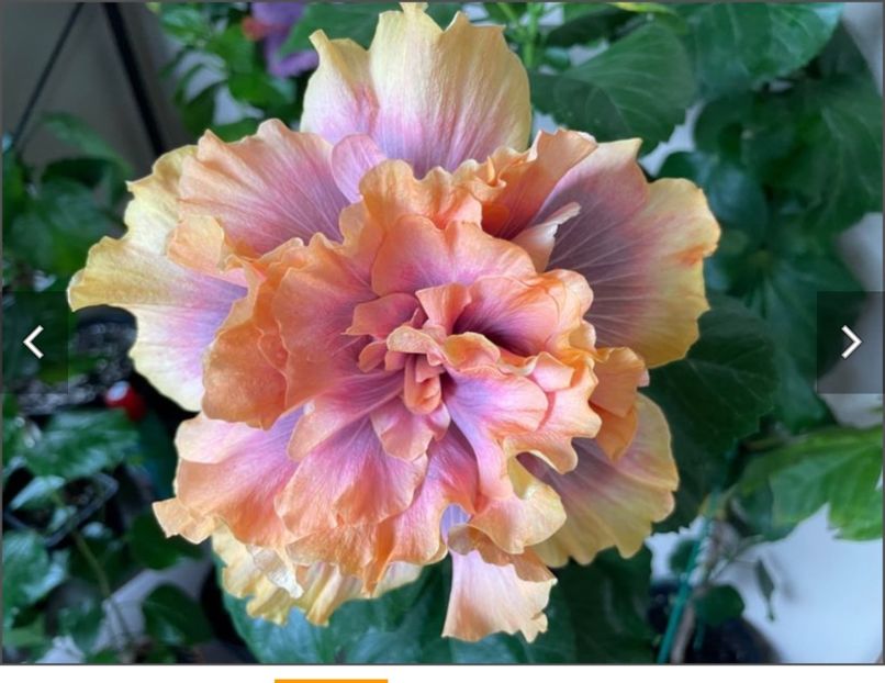  - Wind Rosa Feng Xiajunr