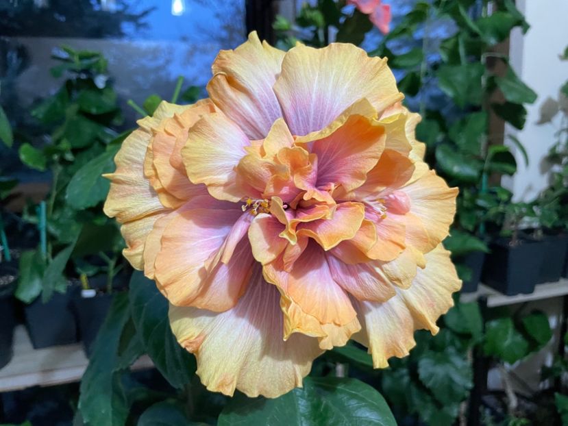  - Wind Rosa Feng Xiajunr