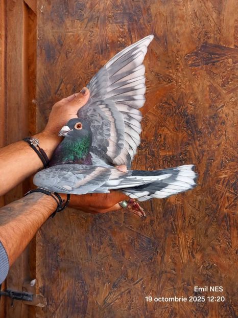  - Nu îmi aparțin 11