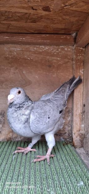  - Nu îmi aparțin 11