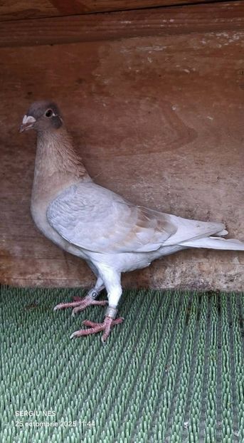  - Nu îmi aparțin 11