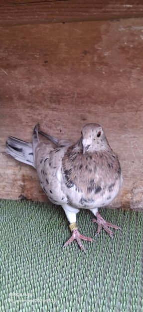  - Nu îmi aparțin 11