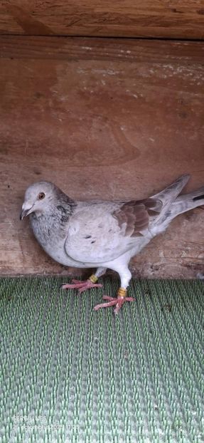  - Nu îmi aparțin 11