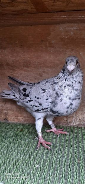  - Nu îmi aparțin 11