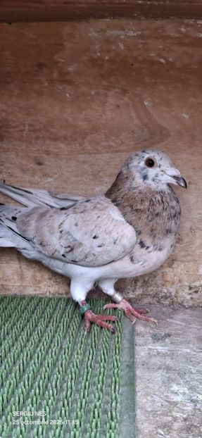  - Nu îmi aparțin 11