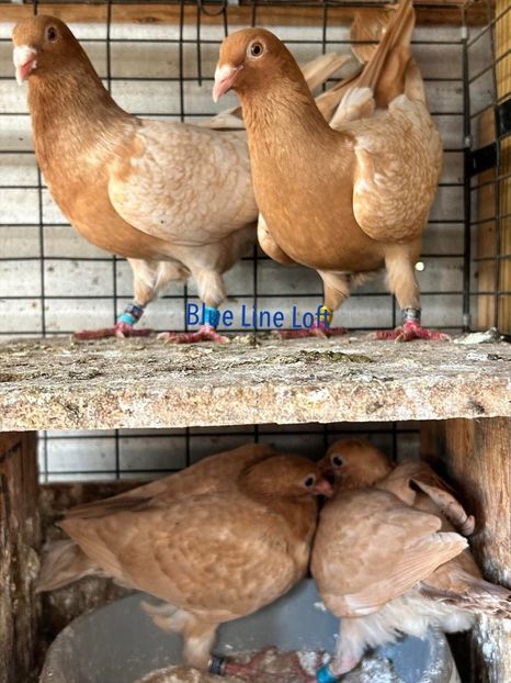  - Nu îmi aparțin 11