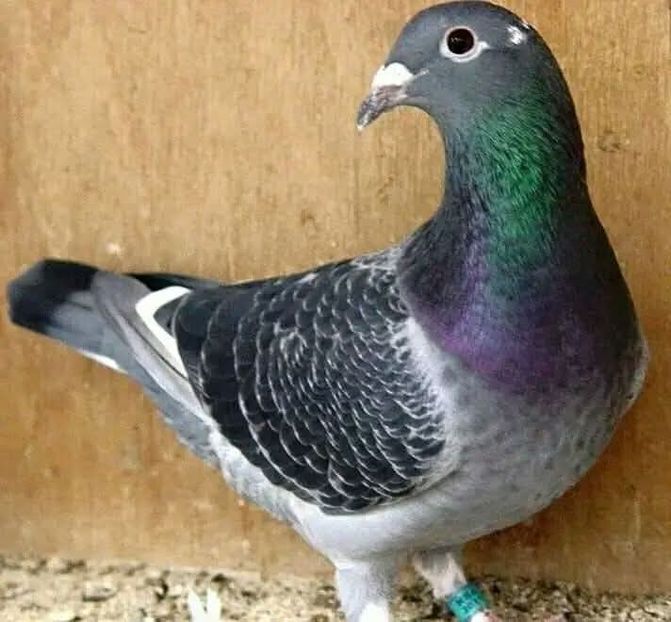  - Nu îmi aparțin 11